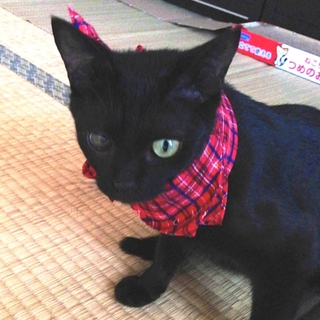 とっても甘えん坊な黒猫です