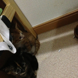 至急！子猫の里親さん募集