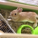 ネザーランドドワーフ1歳の☻せんちゃん☻です