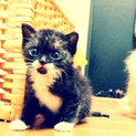 仔猫（女の子）の家族を募集しています