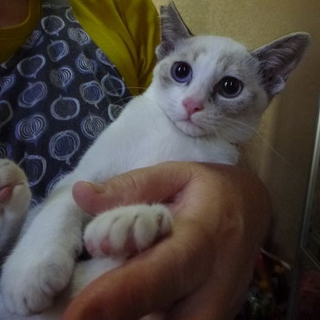 シャム猫のミックス　おっとりした優しい性格