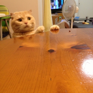 スコティッシュ オス