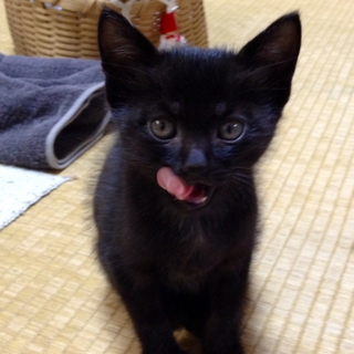 可愛いオスの黒仔猫です。
