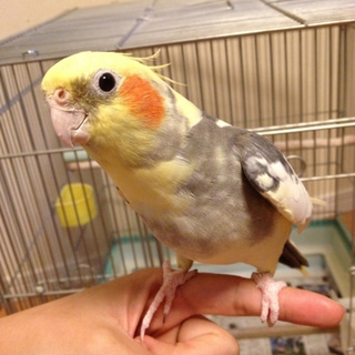 素敵な新しい家族が決まりました。
