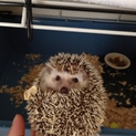 ハリネズミ 里親募集