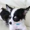 チワワの子犬フェリスちゃん里親募集 サムネイル5