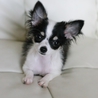 チワワの子犬フェリスちゃん里親募集 サムネイル2