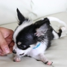 チワワの子犬フェリスちゃん里親募集 サムネイル3