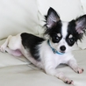 チワワの子犬フェリスちゃん里親募集 サムネイル4