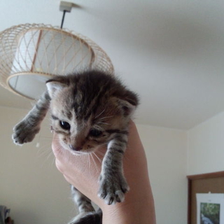 スコティッシュMIXの子猫　飼い主募集