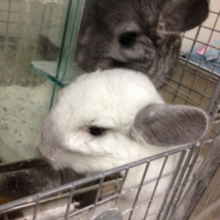 チンチラの里親募集