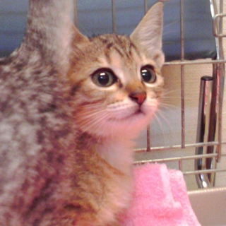 ナナちゃんネネちゃんたちの件