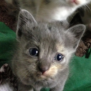 子猫〜メス1匹の里親様募集