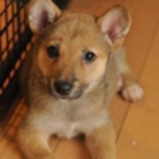 子犬のディノ