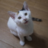 おしゃれ柄三毛3ヶ月♪単身者応相談！ サムネイル5
