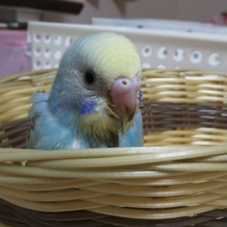 セキセイインコ里親様募集!!