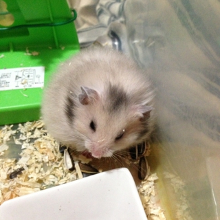 9月生まれ少々難あり