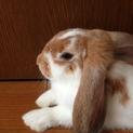ロップイヤーの里親さん募集してます。
