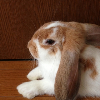 ロップイヤーの里親さん募集してます。