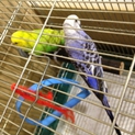 【募集停止中】セキセイインコ 2羽 関東圏希望です