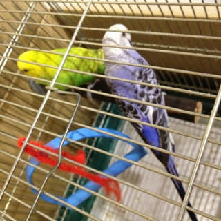 【募集停止中】セキセイインコ 2羽 関東圏希望です