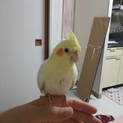 オカメインコの若鳥さんの里親様募集!!
