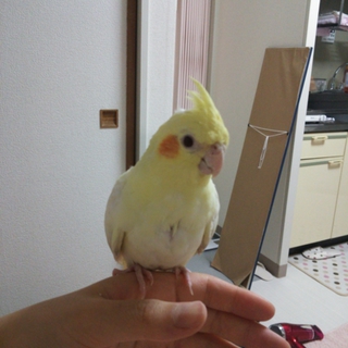 オカメインコの若鳥さんの里親様募集!!