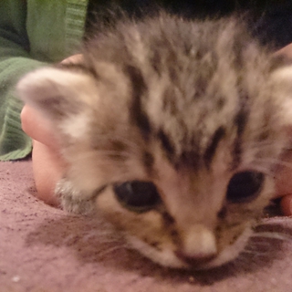 子猫（トラ) の里親募集します。