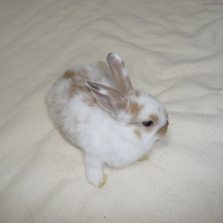 ③ロップイヤー♂ネザー♀の赤ちゃんの里親募集　