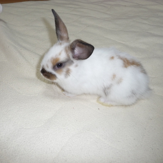 ④ロップイヤー♂ネザー♀の赤ちゃんの里親募集　