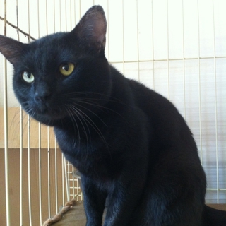 黒猫