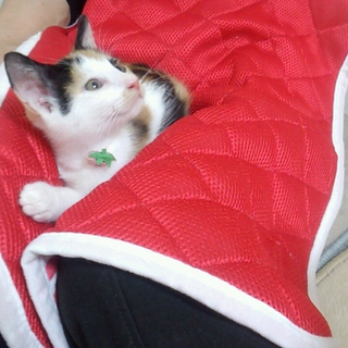 可愛い三毛猫の女の子☆おっとり子猫☆