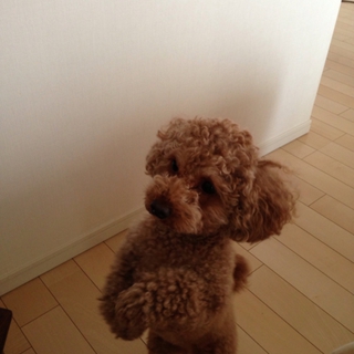 とても優しいご主人がみつかりました。
