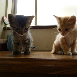 かわいい仔猫 2匹の里親さんを募集します！