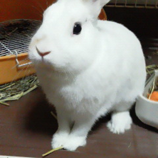 元気一杯のウサギです。