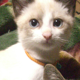 シャムっぽい男の子です！(妹猫も里親様同時募集)
