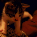 捨て猫の里親さん募集