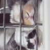 我が家で生まれたうさぎ達です。 サムネイル3