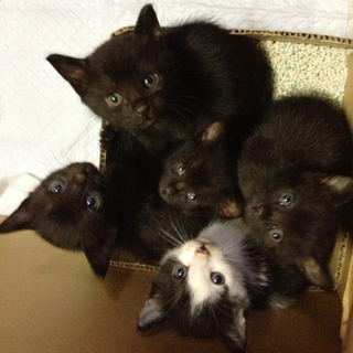 [里親候補者さんと交渉中] 生後約１カ月の仔猫です