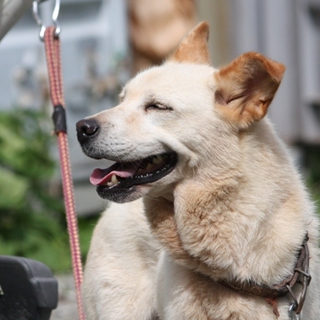 おとなしい、さわちゃん
