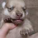 柴犬とトイプードルの雑種です！