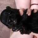 柴犬とトイプードルの雑種です！