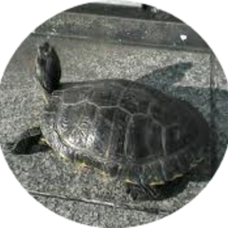 ミドリガメの里親さんを探しています