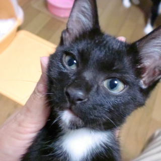 小脳障害のある生後５ヶ月くらいの男の仔