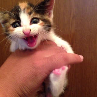 子猫の里親さん募集します。