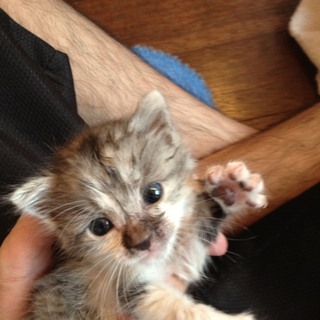熊本県内で捨て猫の飼い主募集