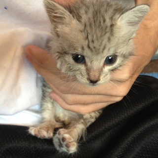 熊本県内で捨て猫の飼い主募集