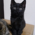 宇都宮市内生後１ヶ月の黒のメス子猫