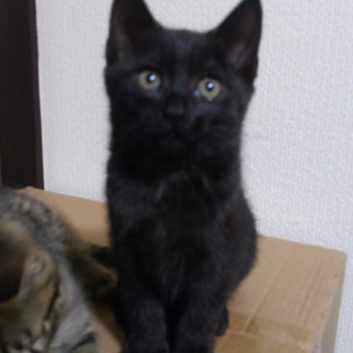 宇都宮市内生後１ヶ月の黒のメス子猫
