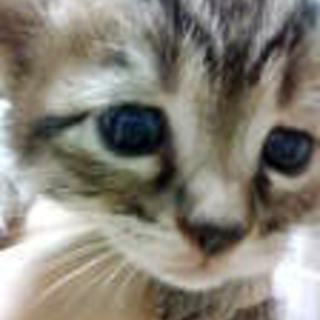 通称「黄色ちゃん」です。子猫が9匹います。